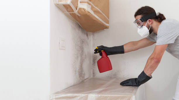 Professional Black Mold Removal technician working in Wade, NC