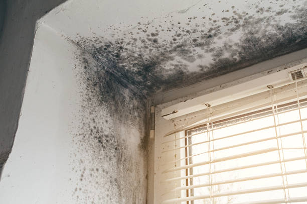 Trusted Black Mold Removal service in Wade, NC - Cheap Mold Removal